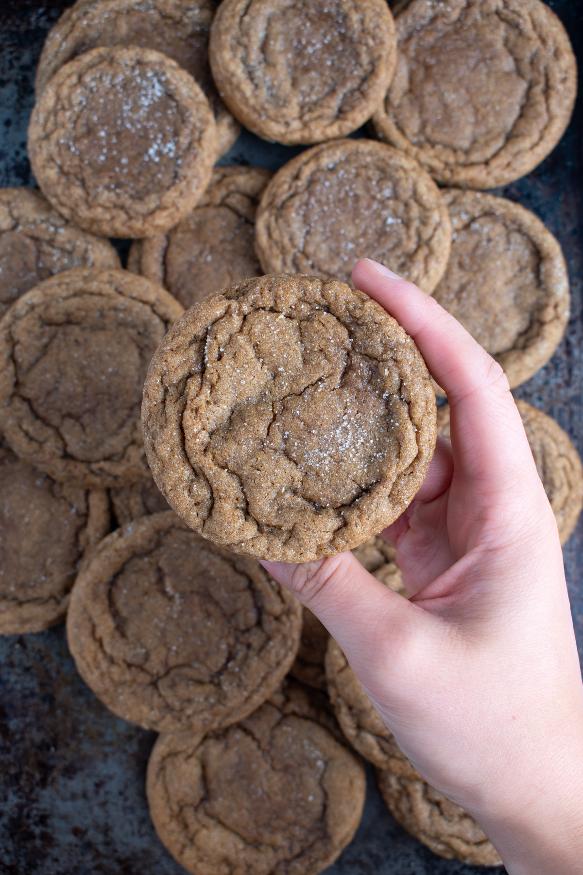 Overhead picture of a hand holding a sourdough gingerbread cookie with more cookies in the background on a metal baking sheet.