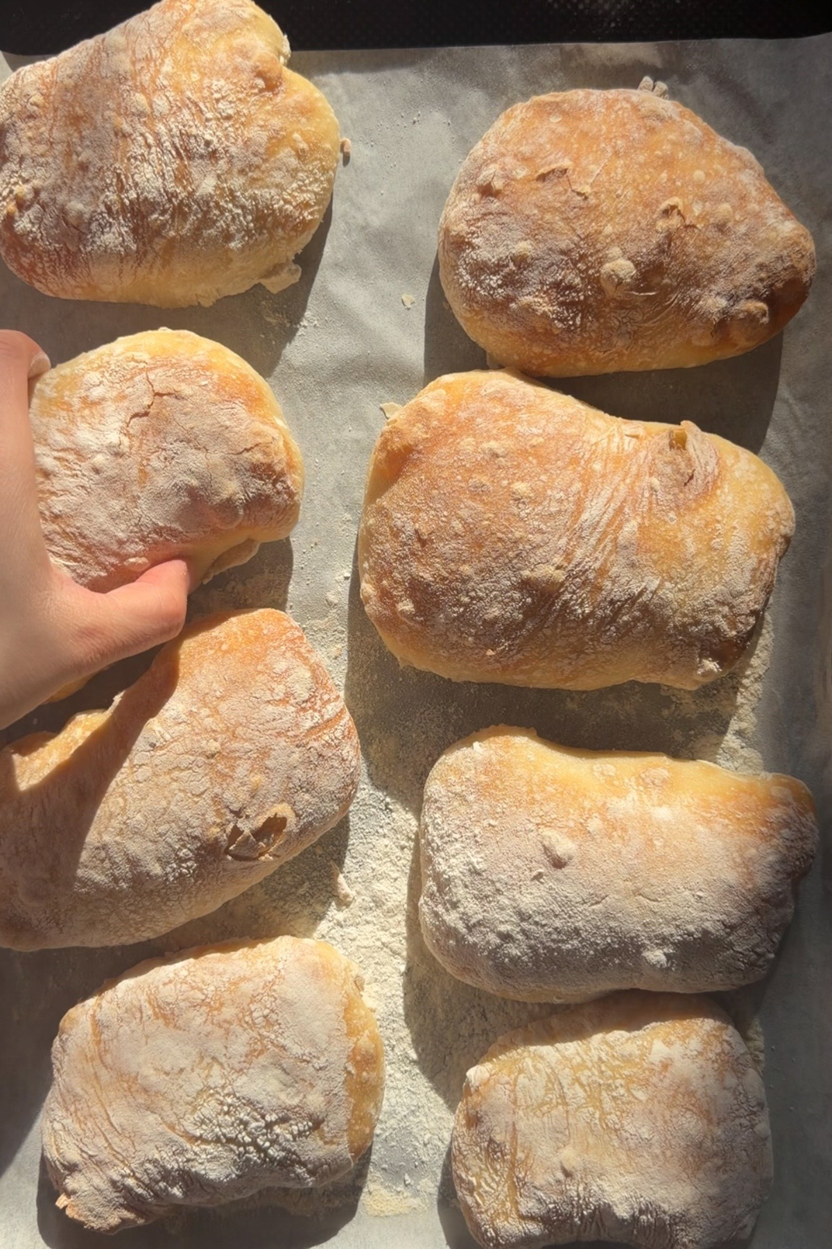 Overhead picture of eight sourdough discard ciabatta rolls on a baking sheet after baking.