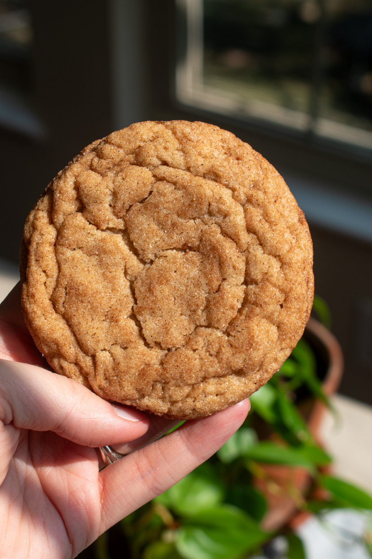A hand holding a crinkly, chewy apple butter snickerdoodle cookie in front of a plant and window.