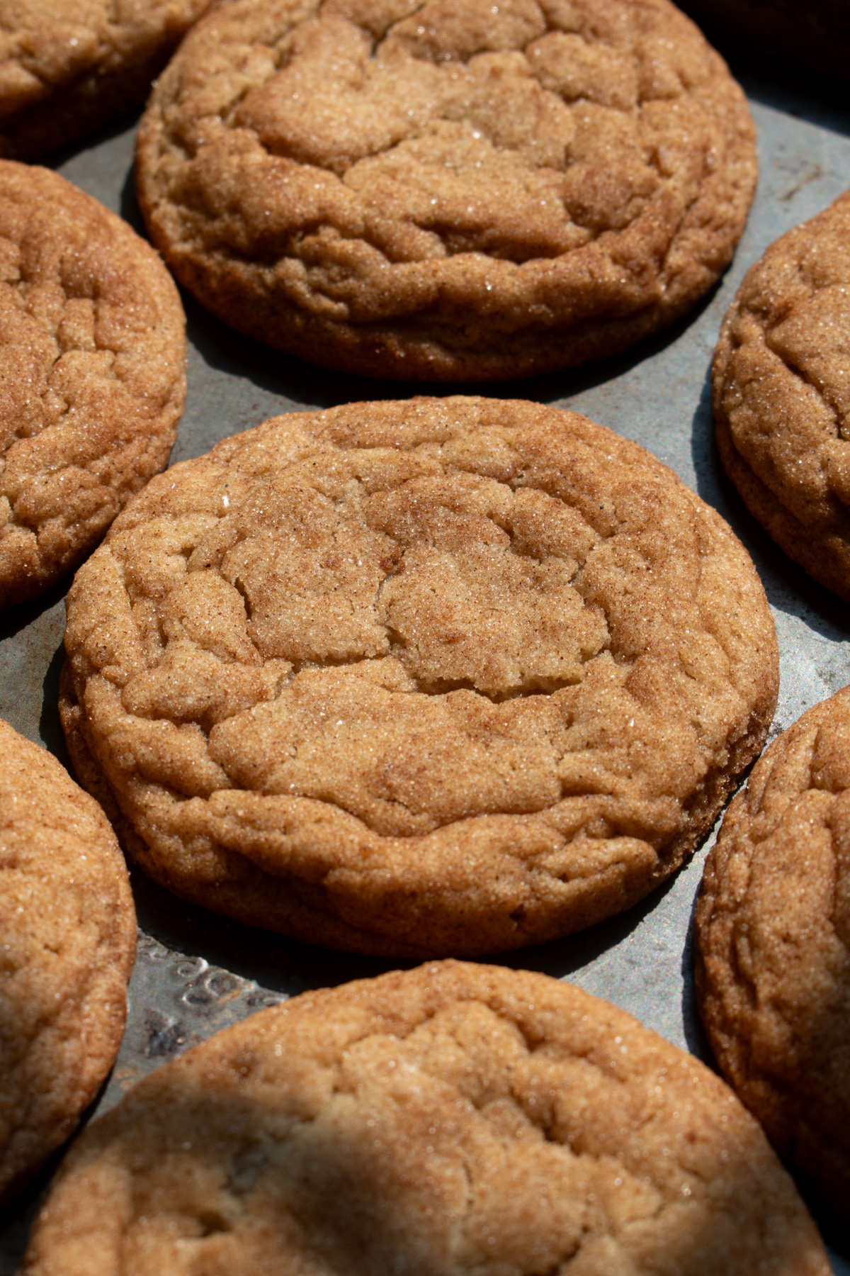 Apple butter snickerdoodle cookies on a baking sheet after coming out of the oven.