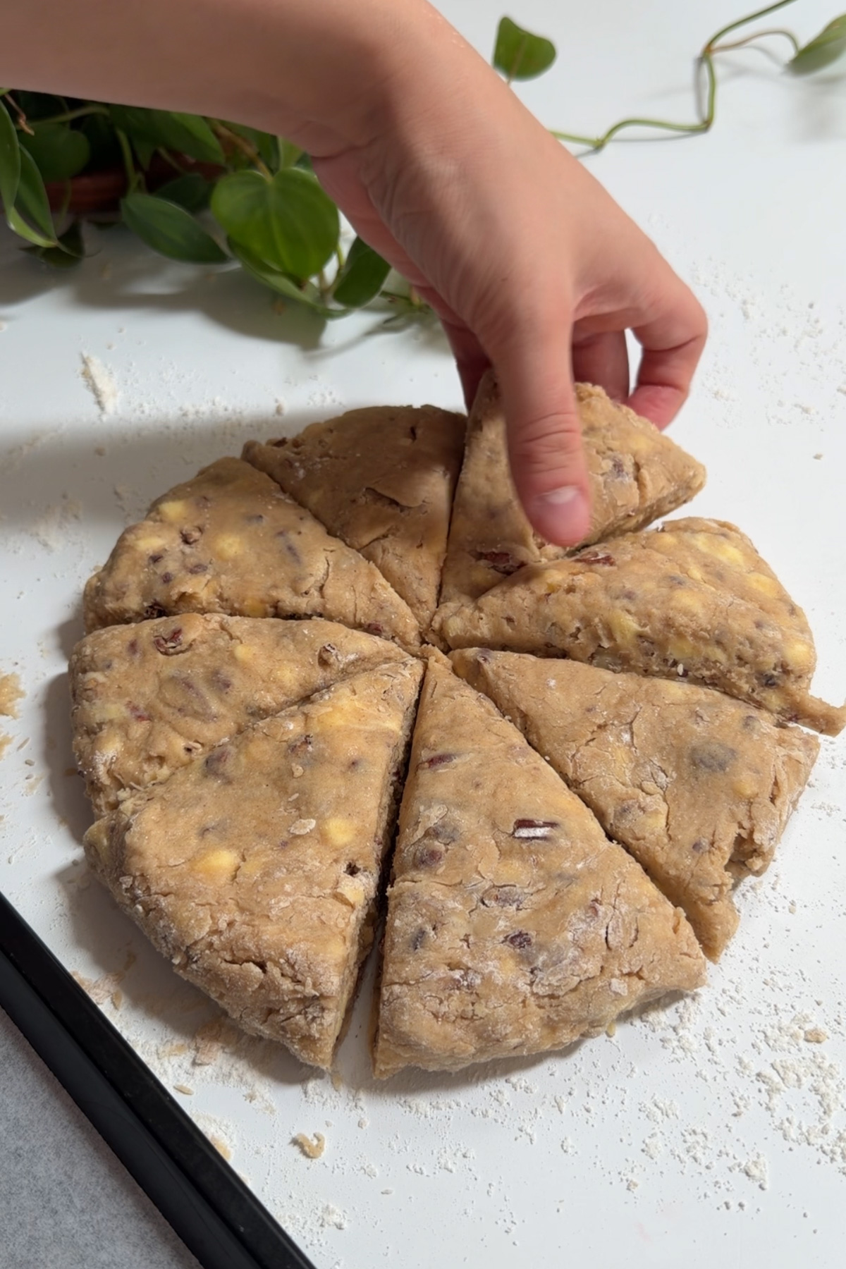 Eight maple pecan scones on a floured surface with a hand picking up one to put on a baking sheet before baking. 