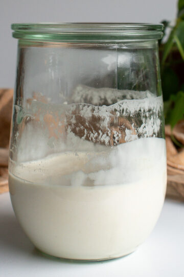 Sourdough discard in a large jar.